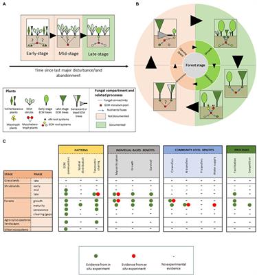 Ectomycorrhizal Networks in the Anthropocene: From Natural Ecosystems to Urban Planning